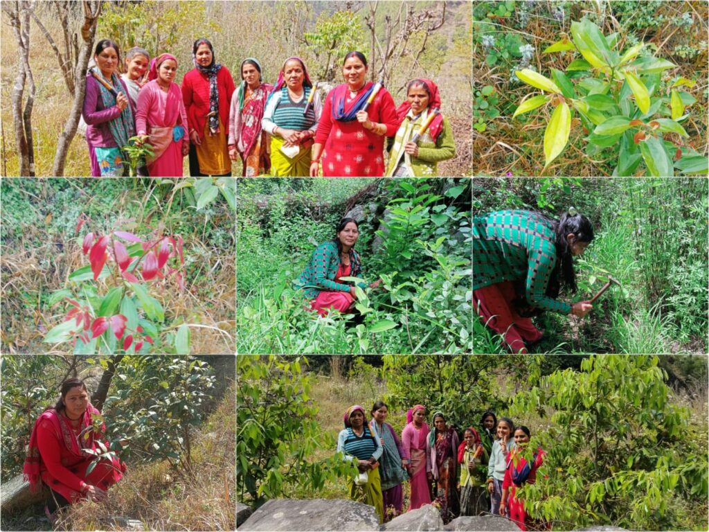 लक्ष्मी रावत द्वारा किए गए पर्यावरण संरक्षण के कार्य